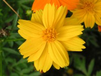 キバナコスモス〔黄花コスモス〕の花（写真）