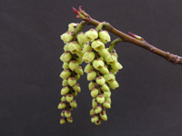 キブシ〔木五倍子〕〔木付子〕の花」（写真）