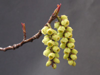 キブシ〔木五倍子〕〔木付子〕の花」（写真）