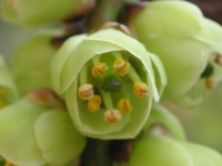 キブシ〔木五倍子〕〔木付子〕の花」（写真）