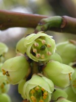 キブシ〔木五倍子〕〔木付子〕の花」（写真）