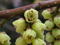 キブシ〔木五倍子〕〔木付子〕の花」（写真）