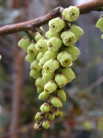 キブシ〔木五倍子〕〔木付子〕の花」（写真）