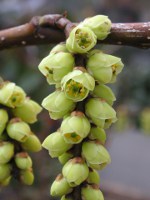 キブシ〔木五倍子〕〔木付子〕の花」（写真）