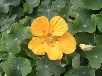 キンレンカ〔金蓮花〕の花（写真）