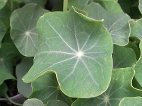 キンレンカ〔金蓮花〕の花（写真）