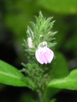 写真「キツネノマゴの花」