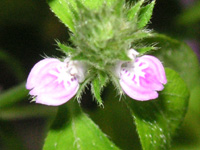 写真「キツネノマゴの花」