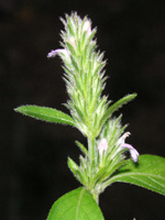 写真「キツネノマゴの花」