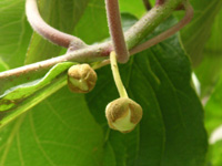 キーウィフルーツ〔Kiwi fruit〕の花［写真］