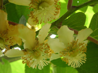 キーウィフルーツ〔Kiwi fruit〕の花［写真］