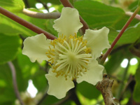 キーウィフルーツ〔Kiwi fruit〕の花［写真］