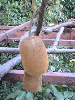 キーウィフルーツ〔Kiwi fruit〕の花［写真］