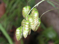 �R�o���\�E�̉�