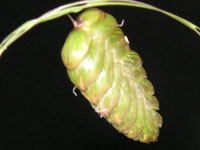 �R�o���\�E�̉�