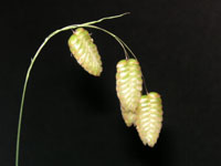 �R�o���\�E�̉�