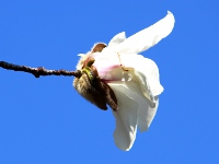 コブシ〔辛夷〕の花（写真）