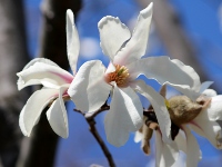 コブシ〔辛夷〕の花（写真）