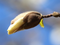 コブシ〔辛夷〕の花（写真）