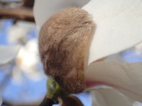 コブシ〔辛夷〕の花（写真）