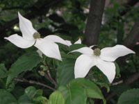 写真「ヤマボウシ〔山法師〕の花」