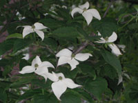 写真「ヤマボウシ〔山法師〕の花」