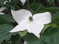 写真「ヤマボウシ〔山法師〕の花」