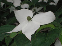 写真「ヤマボウシ〔山法師〕の花」