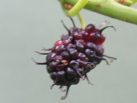 写真「クワ〔桑〕の実」