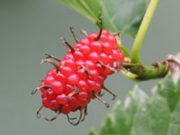 写真「クワ〔桑〕の実」