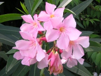 キョウチクトウ〔夾竹桃〕の花（写真）