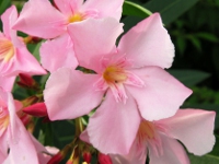 キョウチクトウ〔夾竹桃〕の花（写真）