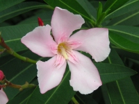 キョウチクトウ〔夾竹桃〕の花（写真）