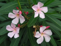 キョウチクトウ〔夾竹桃〕の花（写真）