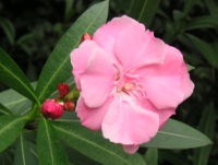 キョウチクトウ〔夾竹桃〕の花（写真）