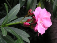 キョウチクトウ〔夾竹桃〕の花（写真）