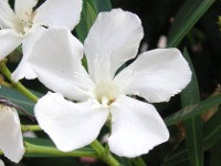 キョウチクトウ〔夾竹桃〕の花（写真）