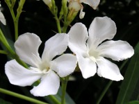 キョウチクトウ〔夾竹桃〕の花（写真）