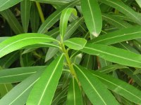 キョウチクトウ〔夾竹桃〕の葉（写真）