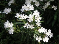 キョウチクトウ〔夾竹桃〕の花（写真）