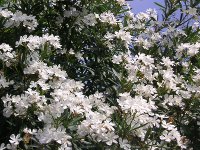 キョウチクトウ〔夾竹桃〕の花（写真）