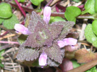 �q���I�h���R�\�E�̉�