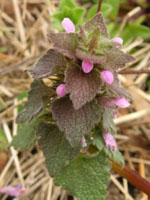 �q���I�h���R�\�E�̉�