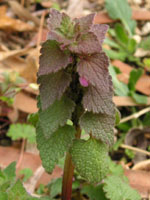 �q���I�h���R�\�E�̉�