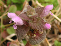 �q���I�h���R�\�E�̉�