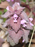 �q���I�h���R�\�E�̉�