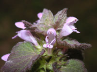 �q���I�h���R�\�E�̉�