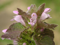 �q���I�h���R�\�E�̉�