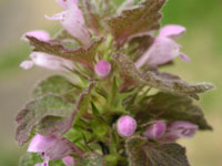 �q���I�h���R�\�E�̉�