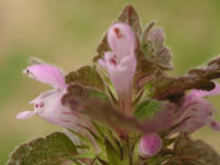 �q���I�h���R�\�E�̉�